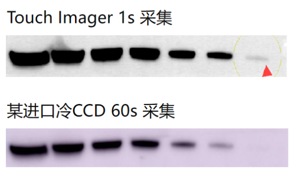 Touch Imager接触式化学发光成像原理图