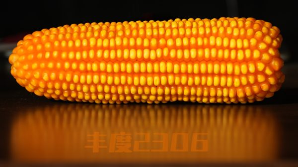 08d6247433105e2dfe0459345b9cd962
