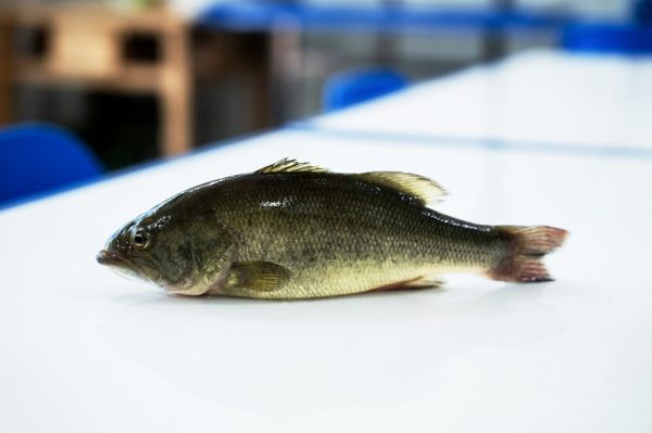 document_image_rId6_sm-31